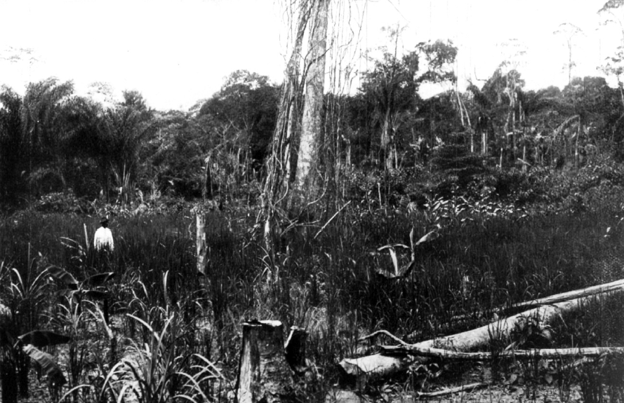 "A bush negro cultivation garden with dry rice past Boslanti." Verslag van een rijs naar Hendriktop by Gonggrijp & Stahel (1923).
