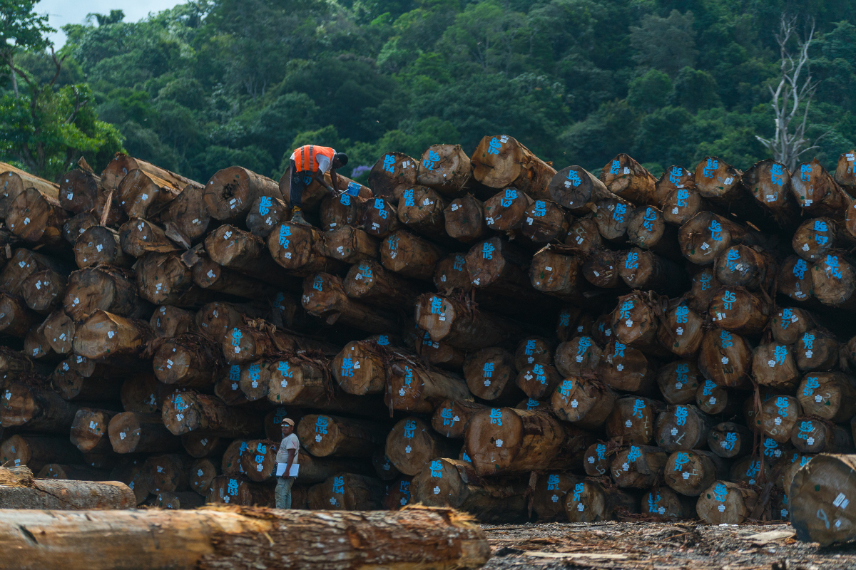 Logging operations in Matawai territory. Photo: Rafael Jantz